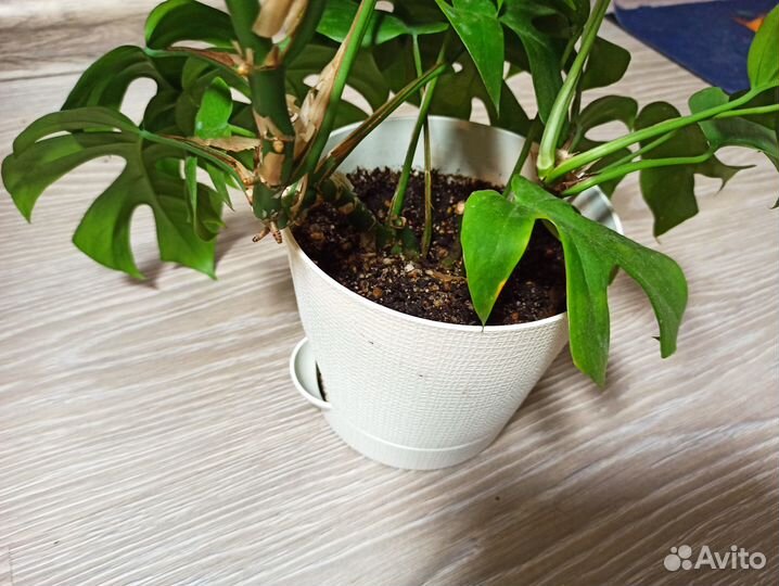 Рафидофора тетрасперма (Монстера минима)