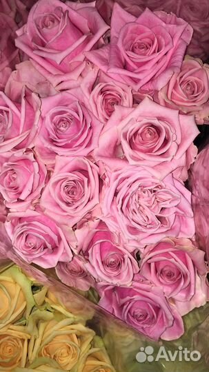 Розы с бесплатной доставкой