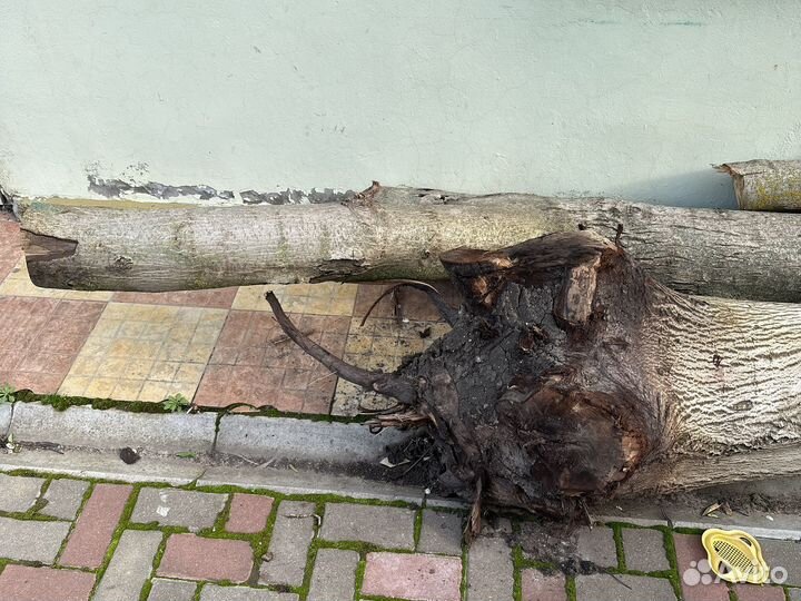 Ствол грецкого ореха