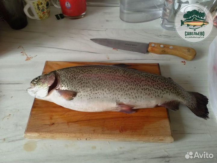 Свежая рыба, Форель охлажденная / от Производителя
