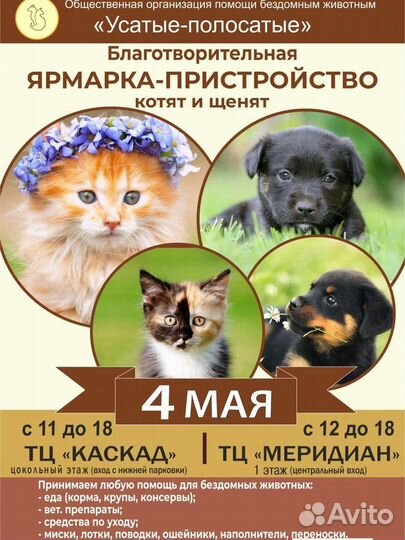 Котята и щенки