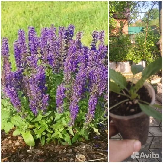 Многолетники для сада