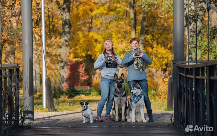 Дрессировка, детский сад для щенков