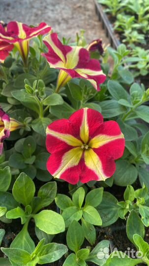 Рассада ампельной вегетативной петунии