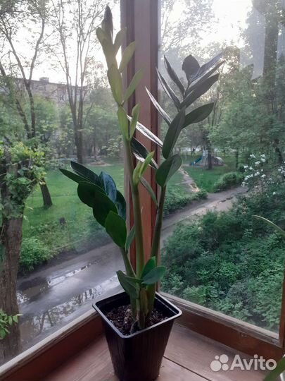 Замиокулькас