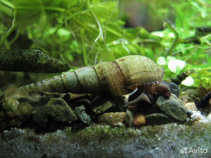 Улитки мелании