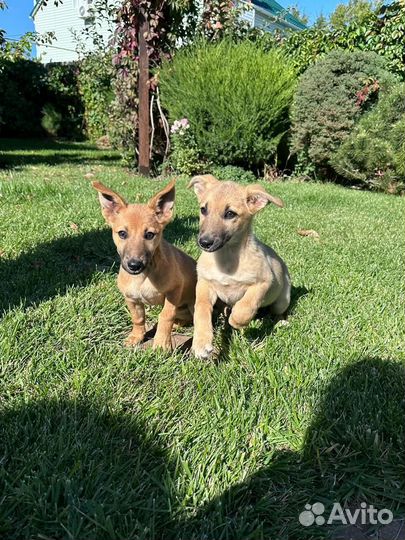 Щенки левретки