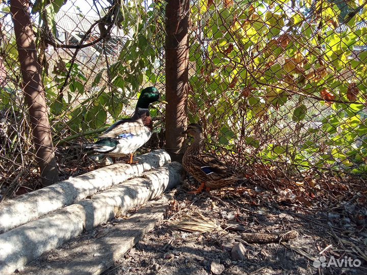 Подсадные для охоты. Дикие утки. Кряква