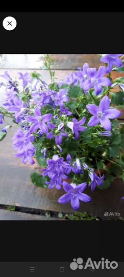 Колокольчик портеншлага