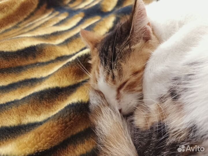 Кошечка в добрые руки