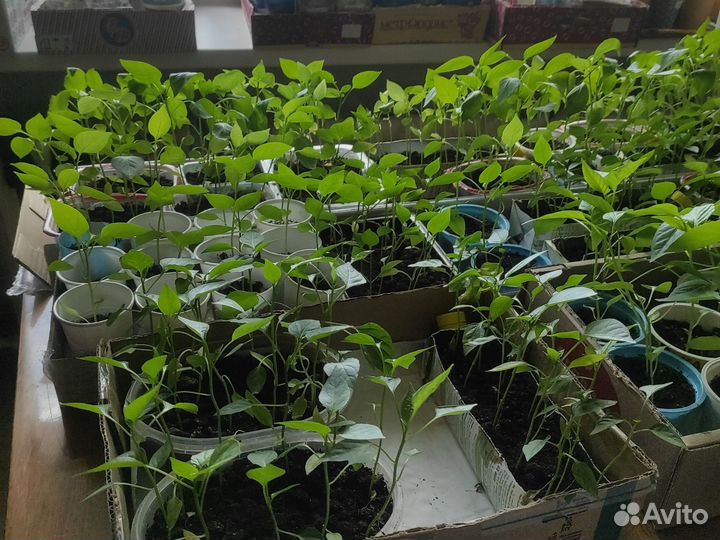 Рассада - крупный болгарский перец