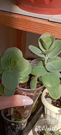 Кактусы суккуленты каменная роза