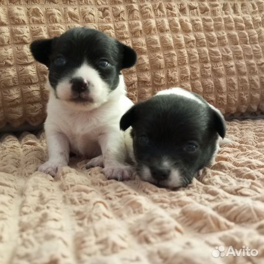 Щенки чихуахуа