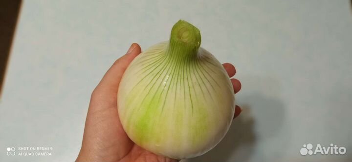 Лук Эксибишен семена