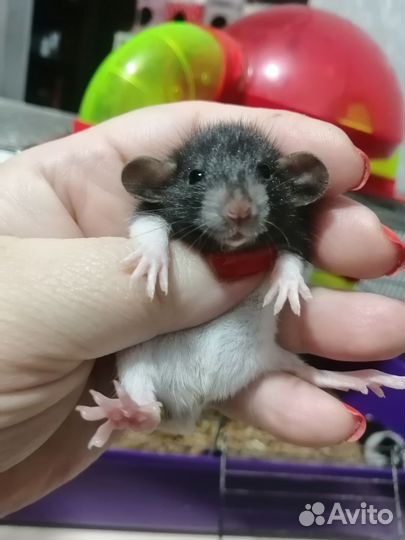 Крыса крысята дамбо