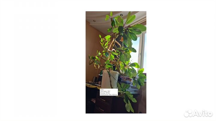 Молочай ребристо гребенчатый (беложилковый), 1,3м