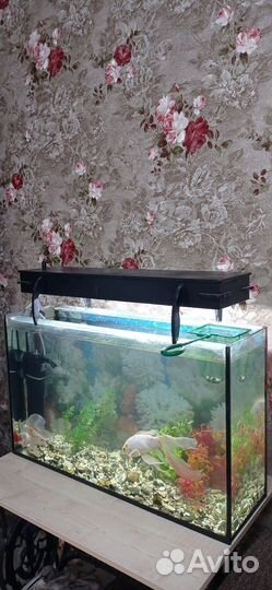 Аквариум с рыбками