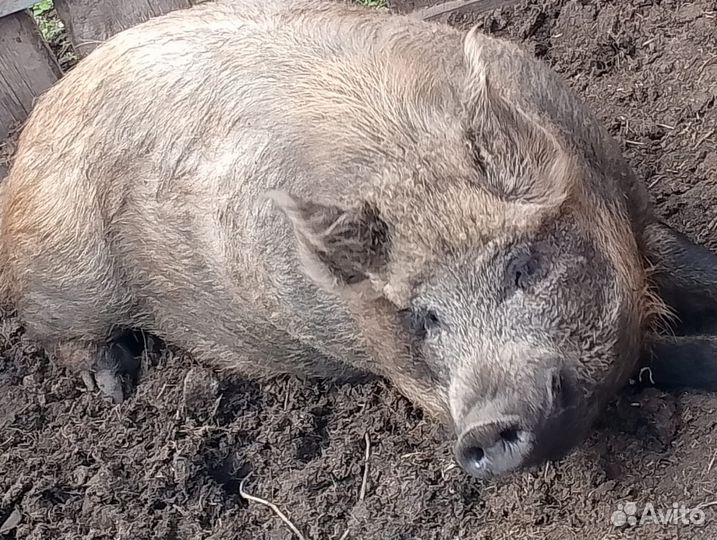 Поросята кармалы