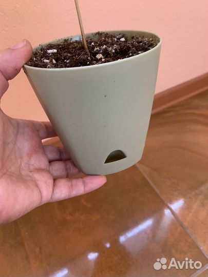 Дерево кофе,сорт арабика