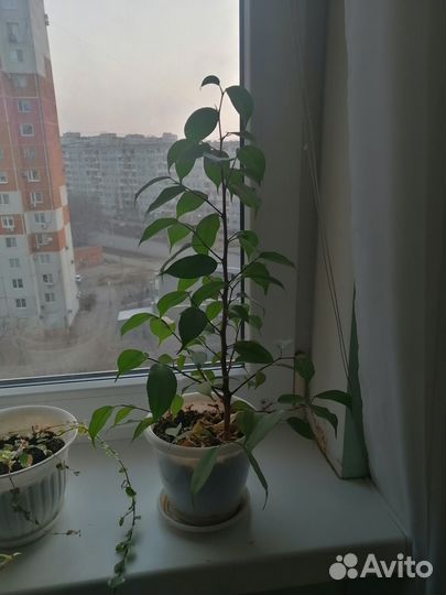 Комнатные цветы