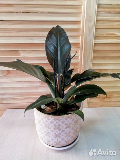 Филодендрон черный кардинал