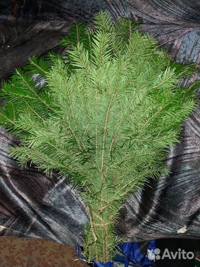 Веники для бани пихта