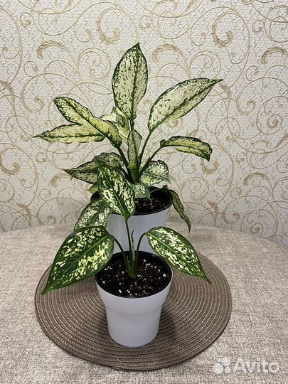 Агланеома Даймонд