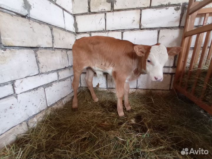 Телёнок бычок родился 12.04.2024г