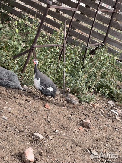 Продам Цесарок 1000 шт