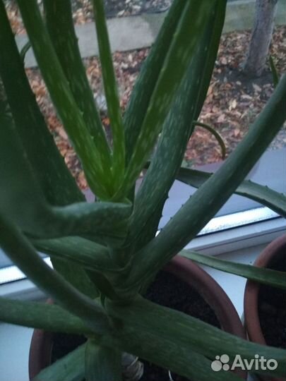 Алоэ вера лечебный
