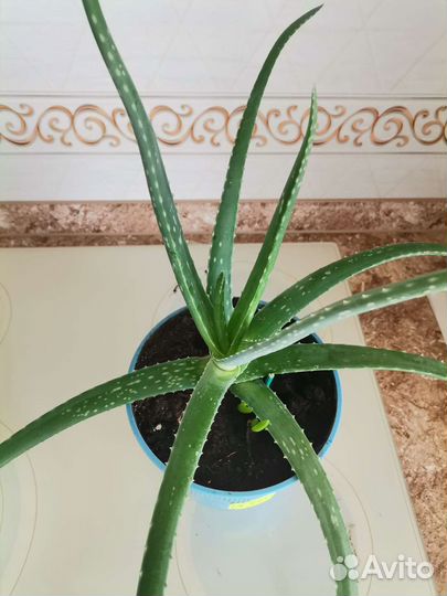Алоэ вера комнатный цветок