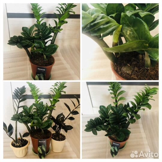 Замиокулькас зензи, Черный Равен