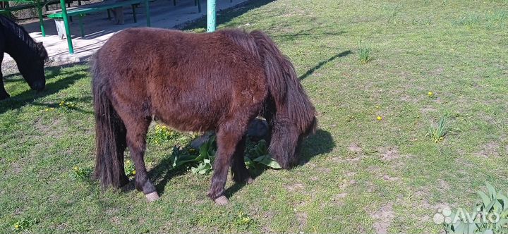 Шотландский пони