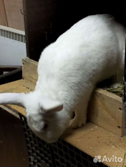 Кролики белый великан