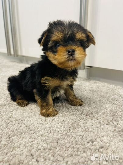 Щенки йоркширского терьера