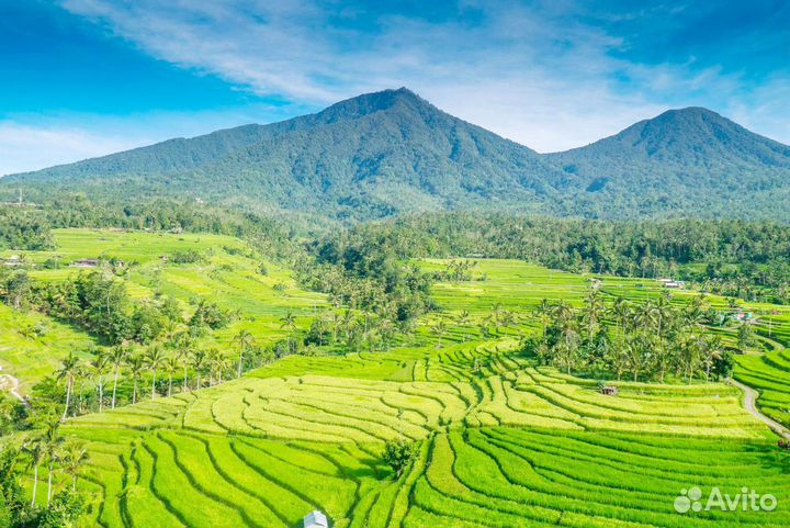 Тур на Бали / Рисовые Террасы/ Храм Батукару