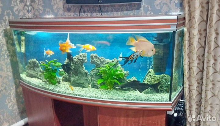 Аквариум