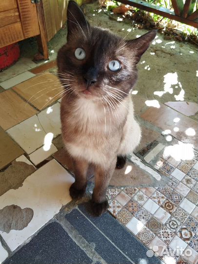 Сиамский кот