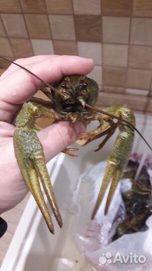 Живые раки, крабы, омары,морепролукты,опт/розница