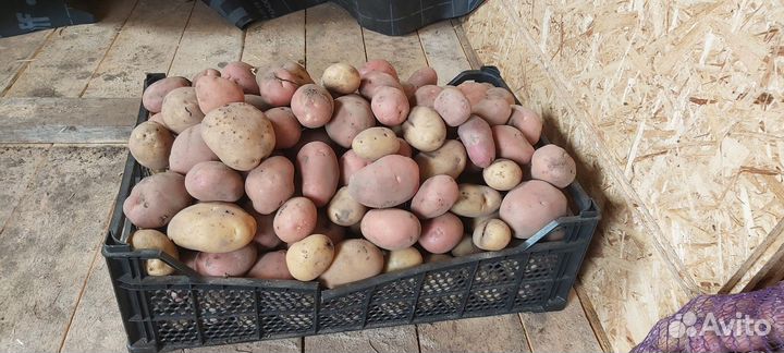 Картофель на корм скоту