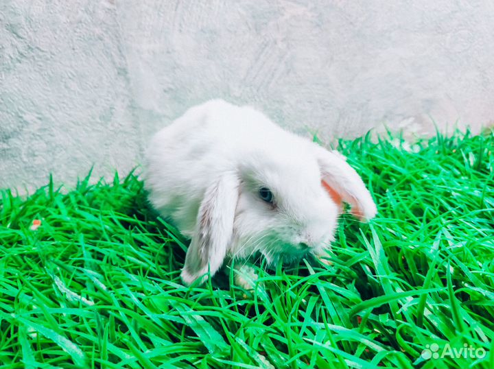 Карликовый кролик - лучший подарок для ребенка