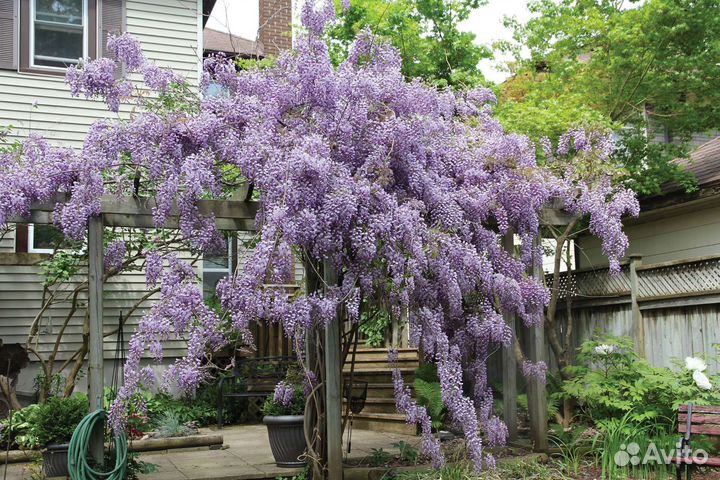 Глициния китайская 