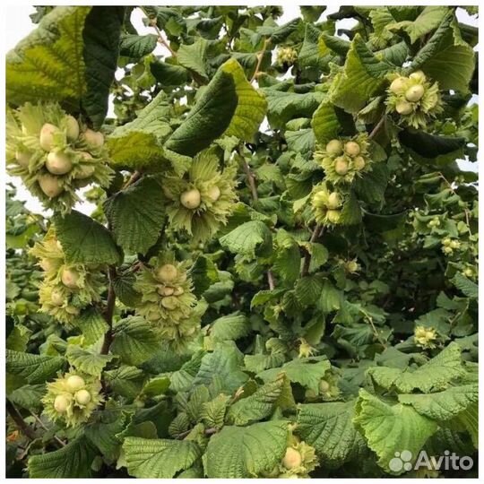 Орех фундук саженцы