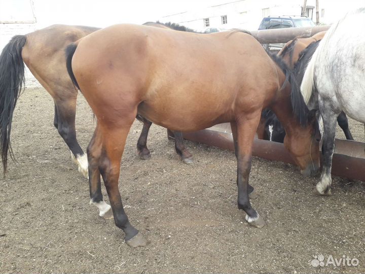 Жеребчики и жеребец