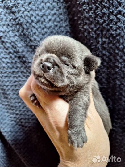 Голубые курносики