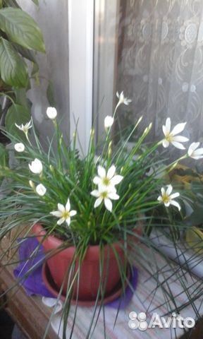 Зефирантес