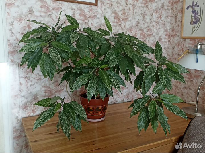 Гибискус пестролистный