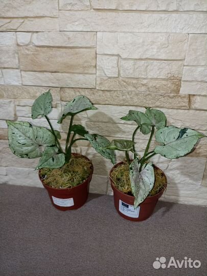 Сингониумы сортовые