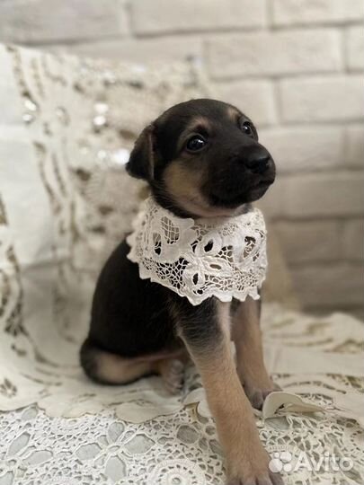 Щенок в добрые руки