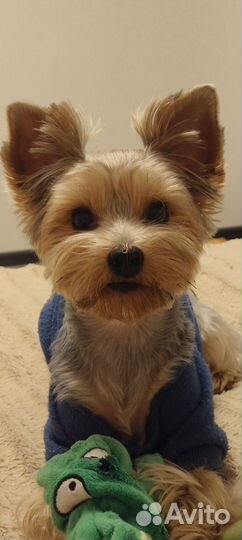 Йоркширский терьер вязка мальчик